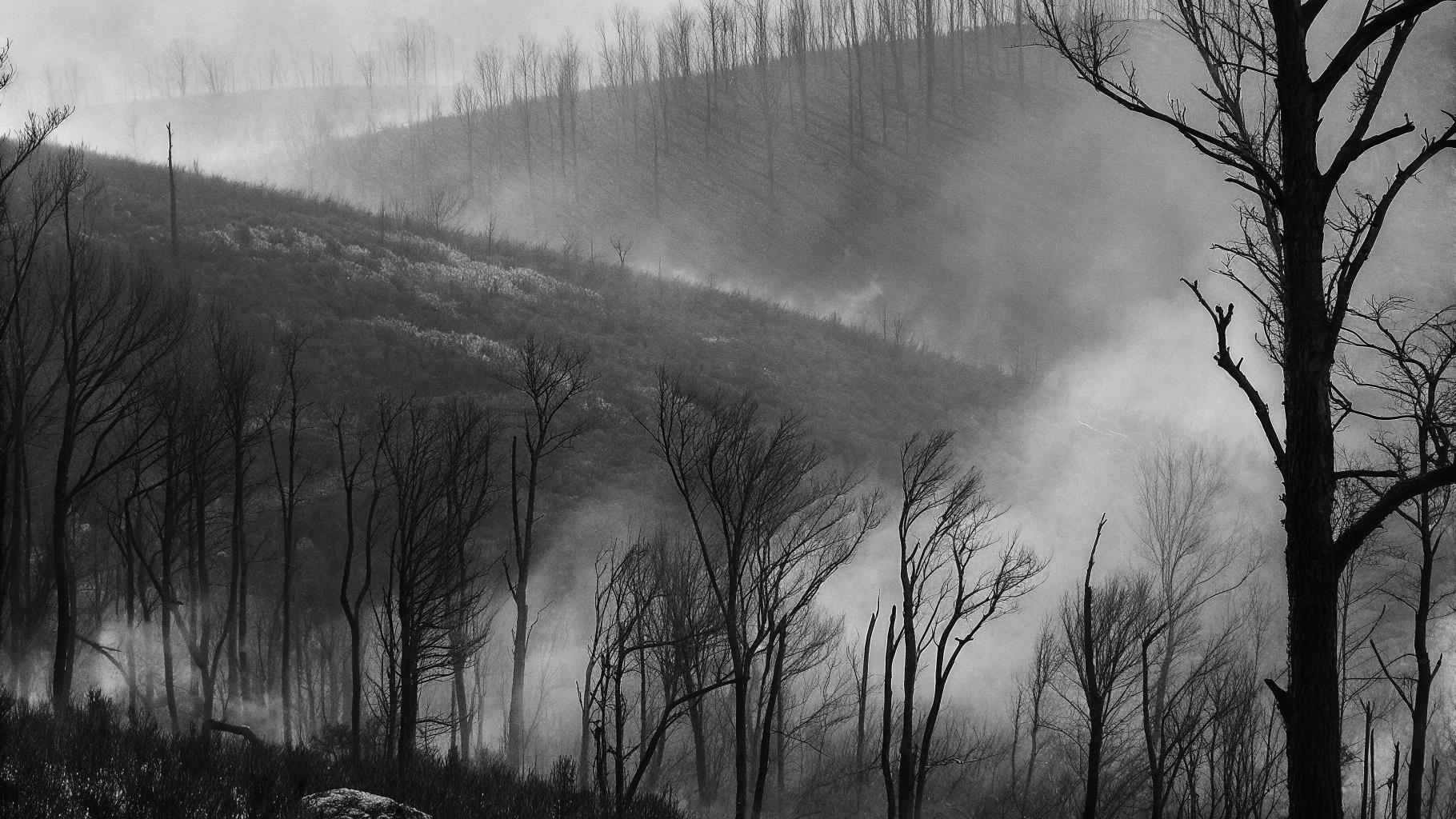 Illustration abstraite d’un massif brûlé avec une légère brume de fumée et des traces d’intervention des secours