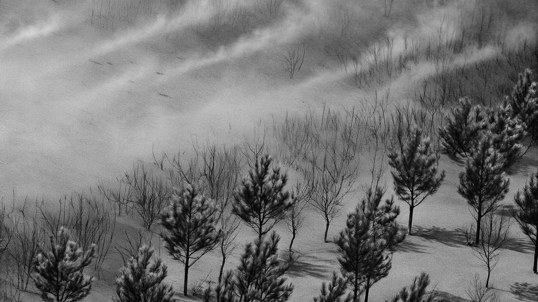 Illustration abstraite d’une forêt brûlée sous la chaleur et le vent en Gironde